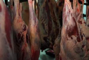 Carcasses in slaughterhouse chiller room - Gretna Quality Meats, Tasmania - Captured at Gretna Meatworks, Rosegarland TAS Australia.