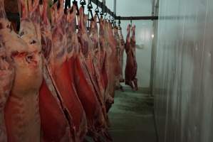 Carcasses in slaughterhouse chiller room - Gretna Quality Meats, Tasmania - Captured at Gretna Meatworks, Rosegarland TAS Australia.