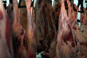 Carcasses in slaughterhouse chiller room - Gretna Quality Meats, Tasmania - Captured at Gretna Meatworks, Rosegarland TAS Australia.