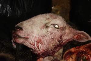 Severed sheep's head in truck trailer - Gretna Quality Meats, Tasmania - Captured at Gretna Meatworks, Rosegarland TAS Australia.