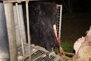 Cow skin - Gretna Quality Meats, Tasmania - Captured at Gretna Meatworks, Rosegarland TAS Australia.