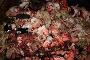 Truck trailer filled with body parts and heads - Gretna Quality Meats, Tasmania - Captured at Gretna Meatworks, Rosegarland TAS Australia.