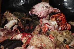 Truck trailer filled with body parts and heads - Gretna Quality Meats, Tasmania - Captured at Gretna Meatworks, Rosegarland TAS Australia.