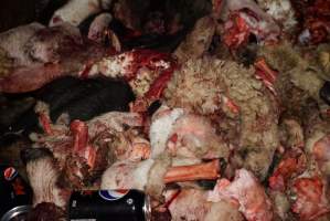 Truck trailer filled with body parts and heads - Gretna Quality Meats, Tasmania - Captured at Gretna Meatworks, Rosegarland TAS Australia.