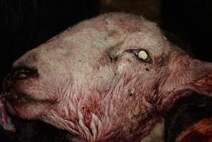 Severed sheep's head - Gretna Quality Meats, Tasmania - Captured at Gretna Meatworks, Rosegarland TAS Australia.