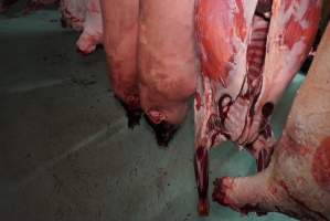 Carcasses in slaughterhouse chiller room - Gretna Quality Meats, Tasmania - Captured at Gretna Meatworks, Rosegarland TAS Australia.