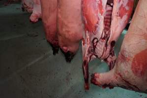 Carcasses in slaughterhouse chiller room - Gretna Quality Meats, Tasmania - Captured at Gretna Meatworks, Rosegarland TAS Australia.