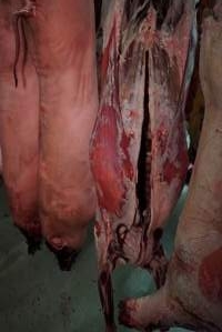 Carcasses in slaughterhouse chiller room - Gretna Quality Meats, Tasmania - Captured at Gretna Meatworks, Rosegarland TAS Australia.