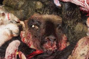 Severed sheep or goat head - Gretna Quality Meats, Tasmania - Captured at Gretna Meatworks, Rosegarland TAS Australia.