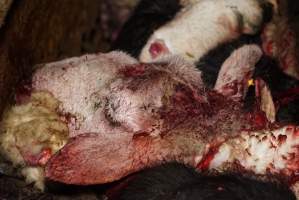 Severed sheep's head - Gretna Quality Meats, Tasmania - Captured at Gretna Meatworks, Rosegarland TAS Australia.