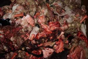 Truck trailer full of severed heads and body parts - Gretna Quality Meats, Tasmania - Captured at Gretna Meatworks, Rosegarland TAS Australia.