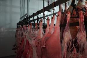 Carcasses in slaughterhouse chiller room - Gretna Quality Meats, Tasmania - Captured at Gretna Meatworks, Rosegarland TAS Australia.