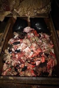 Truck trailer full of severed heads and body parts - Pile of sheep skins on top - Captured at Gretna Meatworks, Rosegarland TAS Australia.