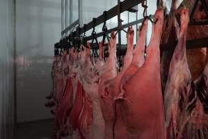 Carcasses in slaughterhouse chiller room - Gretna Quality Meats, Tasmania - Captured at Gretna Meatworks, Rosegarland TAS Australia.