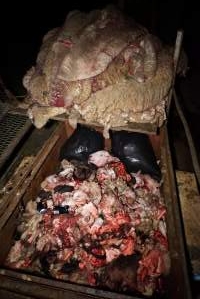 Truck trailer full of severed heads and body parts - Pile of sheep skins above - Captured at Gretna Meatworks, Rosegarland TAS Australia.