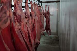 Carcasses in slaughterhouse chiller room - Gretna Quality Meats, Tasmania - Captured at Gretna Meatworks, Rosegarland TAS Australia.