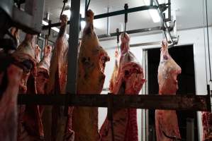 Carcasses in slaughterhouse chiller room - Gretna Quality Meats, Tasmania - Captured at Gretna Meatworks, Rosegarland TAS Australia.