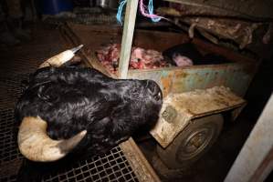 Severed bull's head - Truck trailer full of heads and body parts in background - Captured at Gretna Meatworks, Rosegarland TAS Australia.