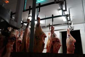 Carcasses in slaughterhouse chiller room - Gretna Quality Meats, Tasmania - Captured at Gretna Meatworks, Rosegarland TAS Australia.