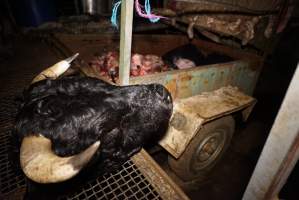 Severed bull's head - Truck trailer full of heads and body parts in background - Captured at Gretna Meatworks, Rosegarland TAS Australia.