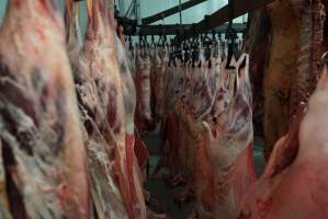 Carcasses in slaughterhouse chiller room - Gretna Quality Meats, Tasmania - Captured at Gretna Meatworks, Rosegarland TAS Australia.