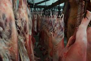 Carcasses in slaughterhouse chiller room - Gretna Quality Meats, Tasmania - Captured at Gretna Meatworks, Rosegarland TAS Australia.