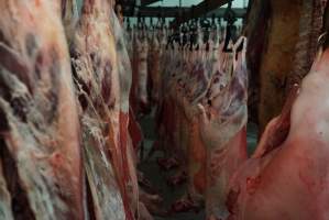 Carcasses in slaughterhouse chiller room - Gretna Quality Meats, Tasmania - Captured at Gretna Meatworks, Rosegarland TAS Australia.