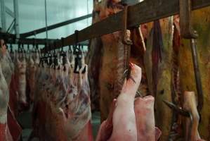 Carcasses in slaughterhouse chiller room - Gretna Quality Meats, Tasmania - Captured at Gretna Meatworks, Rosegarland TAS Australia.