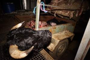 Severed bull's head - Truck trailer full of heads and body parts in background - Captured at Gretna Meatworks, Rosegarland TAS Australia.