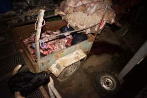 Truck trailer full of body parts and heads, pile of sheep skins above - Severed bull's head in foreground - Captured at Gretna Meatworks, Rosegarland TAS Australia.