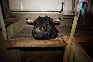 Severed bull's head - Placed by workers on platform, seemingly as a sort of trophy - Captured at Gretna Meatworks, Rosegarland TAS Australia.