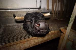 Severed bull's head - Placed by workers on platform, seemingly as a sort of trophy - Captured at Gretna Meatworks, Rosegarland TAS Australia.