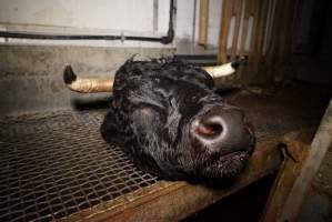 Severed bull's head - Placed by workers on platform, seemingly as a sort of trophy - Captured at Gretna Meatworks, Rosegarland TAS Australia.