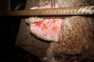 Sheep skin - Gretna Quality Meats, Tasmania - Captured at Gretna Quality Meats, Rosegarland TAS Australia.