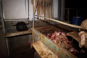 Severed bull's head on platform - Next to trailer full of body parts and heads - Captured at Gretna Meatworks, Rosegarland TAS Australia.