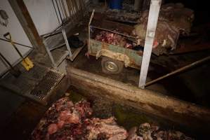 Severed bull's head, dumpster and trailer full of body parts, heads and guts - Gretna Quality Meats, Tasmania - Captured at Gretna Meatworks, Rosegarland TAS Australia.