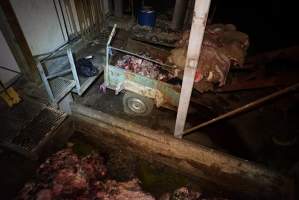 Severed bull's head, dumpster and trailer full of body parts, heads and guts - Gretna Quality Meats, Tasmania - Captured at Gretna Meatworks, Rosegarland TAS Australia.