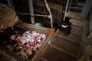 Severed bull's head on platform, trailer full of body parts and heads - Gretna Quality Meats, Tasmania - Captured at Gretna Meatworks, Rosegarland TAS Australia.