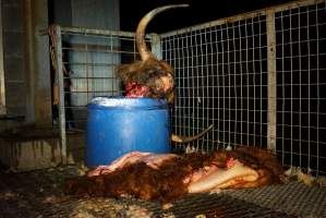 Severed bull's head and skin - Gretna Quality Meats, Tasmania - Captured at Gretna Quality Meats, Rosegarland TAS Australia.