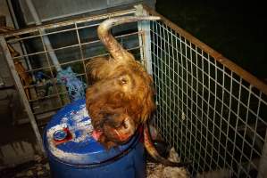 Severed bull's head - Gretna Quality Meats, Tasmania - Captured at Gretna Meatworks, Rosegarland TAS Australia.