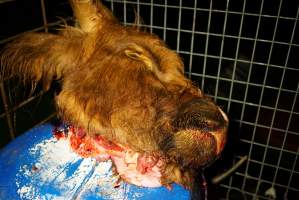Severed bull's head - Gretna Quality Meats, Tasmania - Captured at Gretna Quality Meats, Rosegarland TAS Australia.