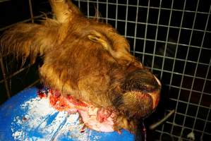 Severed bull's head - Gretna Quality Meats, Tasmania - Captured at Gretna Meatworks, Rosegarland TAS Australia.