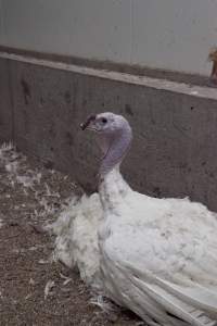 Australian turkey farming - Close to slaughter weight - Captured at Ingham Turkey Farm, Marulan NSW Australia.