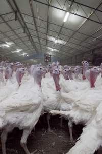 Australian turkey farming - Close to slaughter weight - Captured at Ingham Turkey Farm, Marulan NSW Australia.