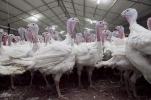 Australian turkey farming, 2012
