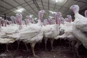 Australian turkey farming - Close to slaughter weight - Captured at Ingham Turkey Farm, Marulan NSW Australia.