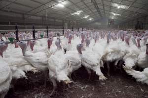 Australian turkey farming - Close to slaughter weight - Captured at Ingham Turkey Farm, Marulan NSW Australia.