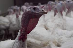 Australian turkey farming - Close to slaughter weight - Captured at Ingham Turkey Farm, Marulan NSW Australia.