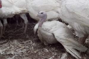 Australian turkey farming - Close to slaughter weight - Captured at Ingham Turkey Farm, Marulan NSW Australia.