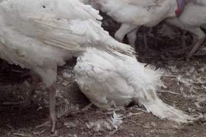 Australian turkey farming - Close to slaughter weight - Captured at Ingham Turkey Farm, Marulan NSW Australia.